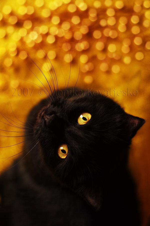 Golden Christmas by demony