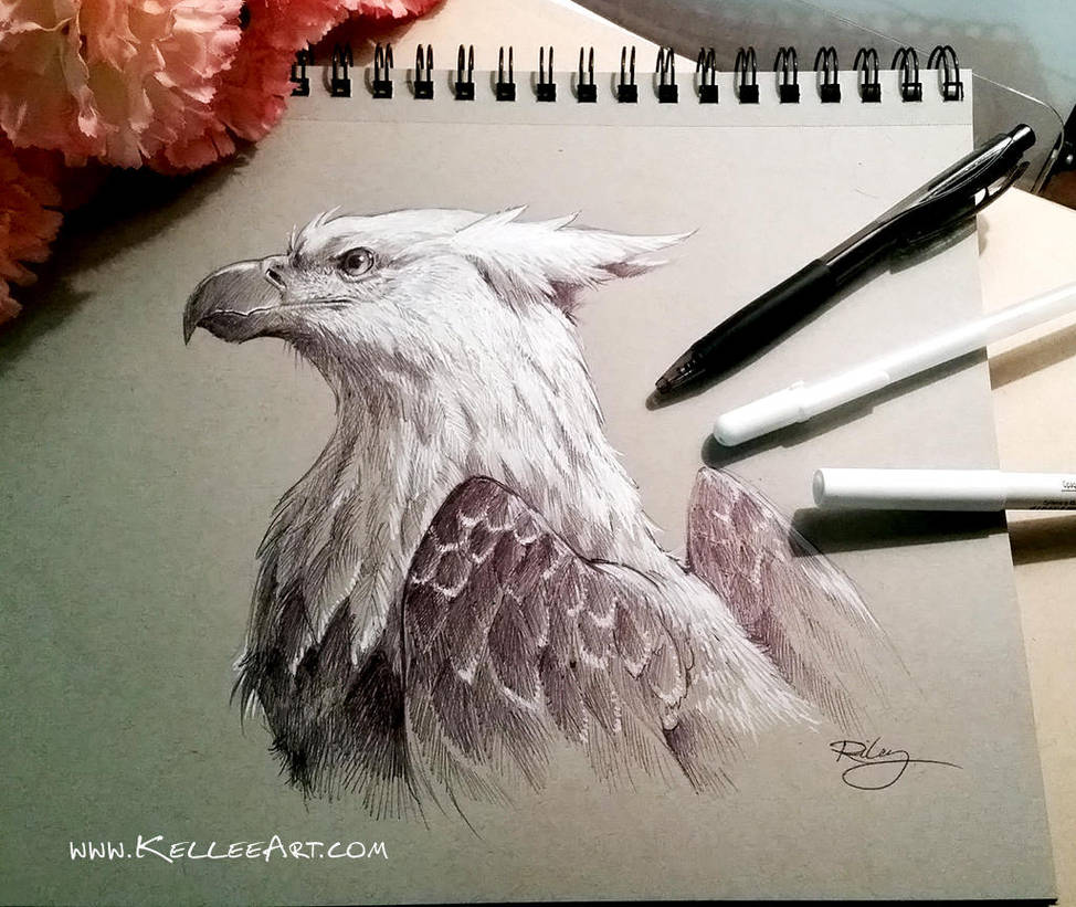 Gryphon study by KelleeArt