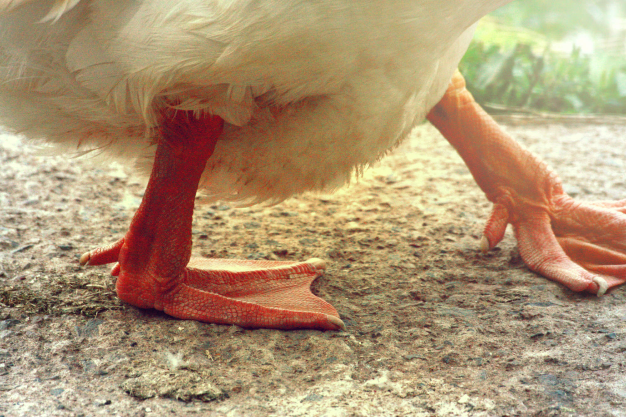 birds with webbed feet birds with webbed feet