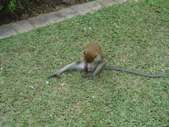 Masturbating Macaque by MalaysianIrex