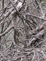 Limbs by callmechurch