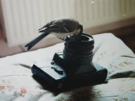 Kotori II by kittycrime