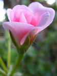 Baby Pink Pelargonium Bud by Gracies-Stock