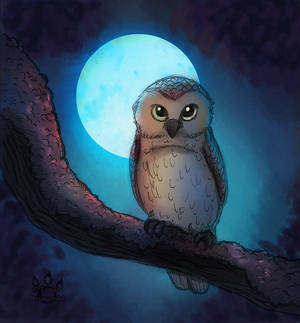 Night Owl by tamaraR Night Owl by tamaraR