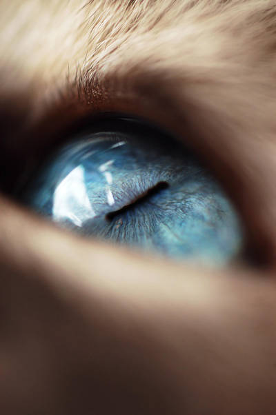 The Eye 3 by Xela02