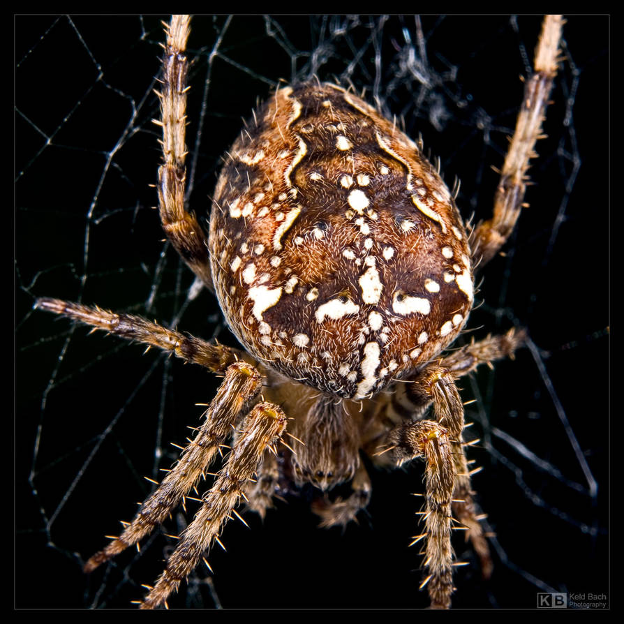 Garden Spider by KeldBach