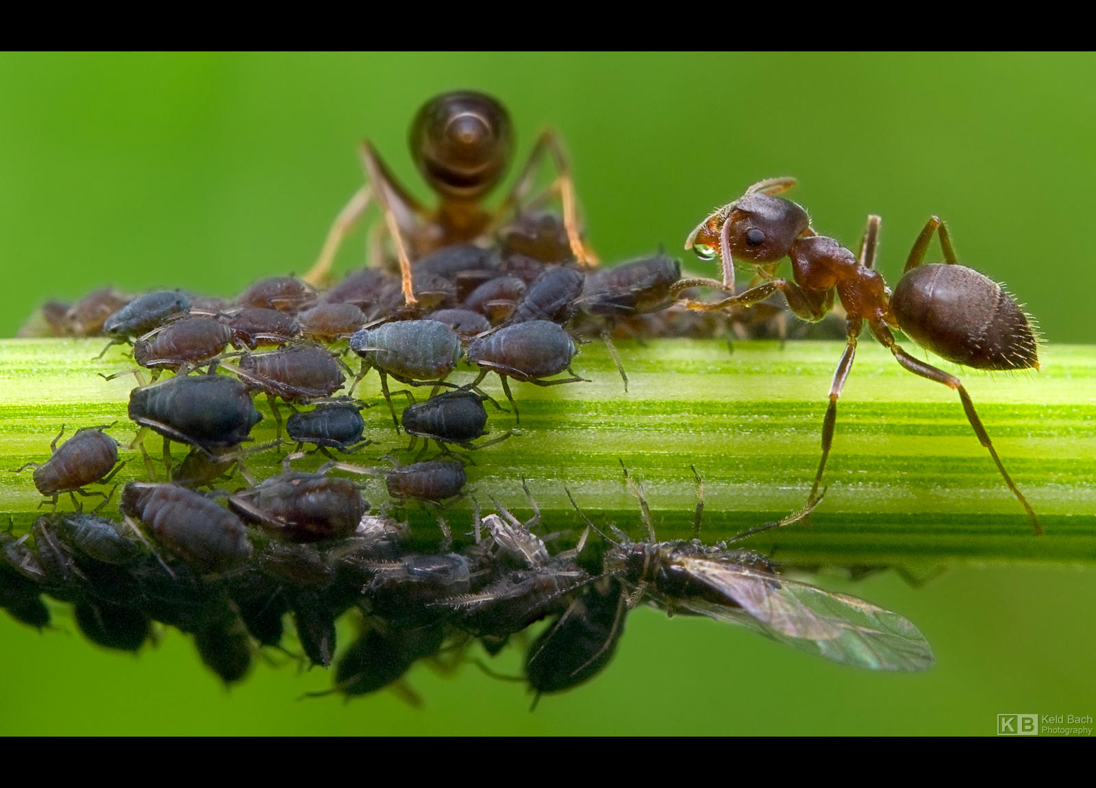 Clever Ants by KeldBach