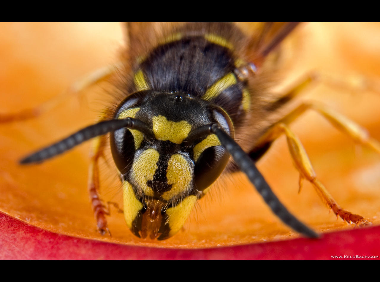 Dinner Time 3 by KeldBach