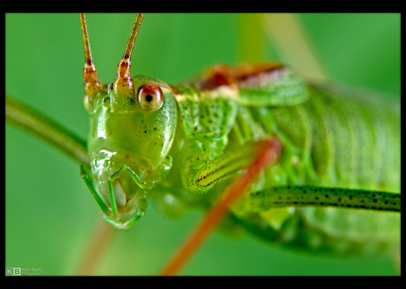 Specked Bush-Cricket by KeldBach