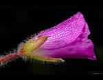 Morning Dew by KeldBach