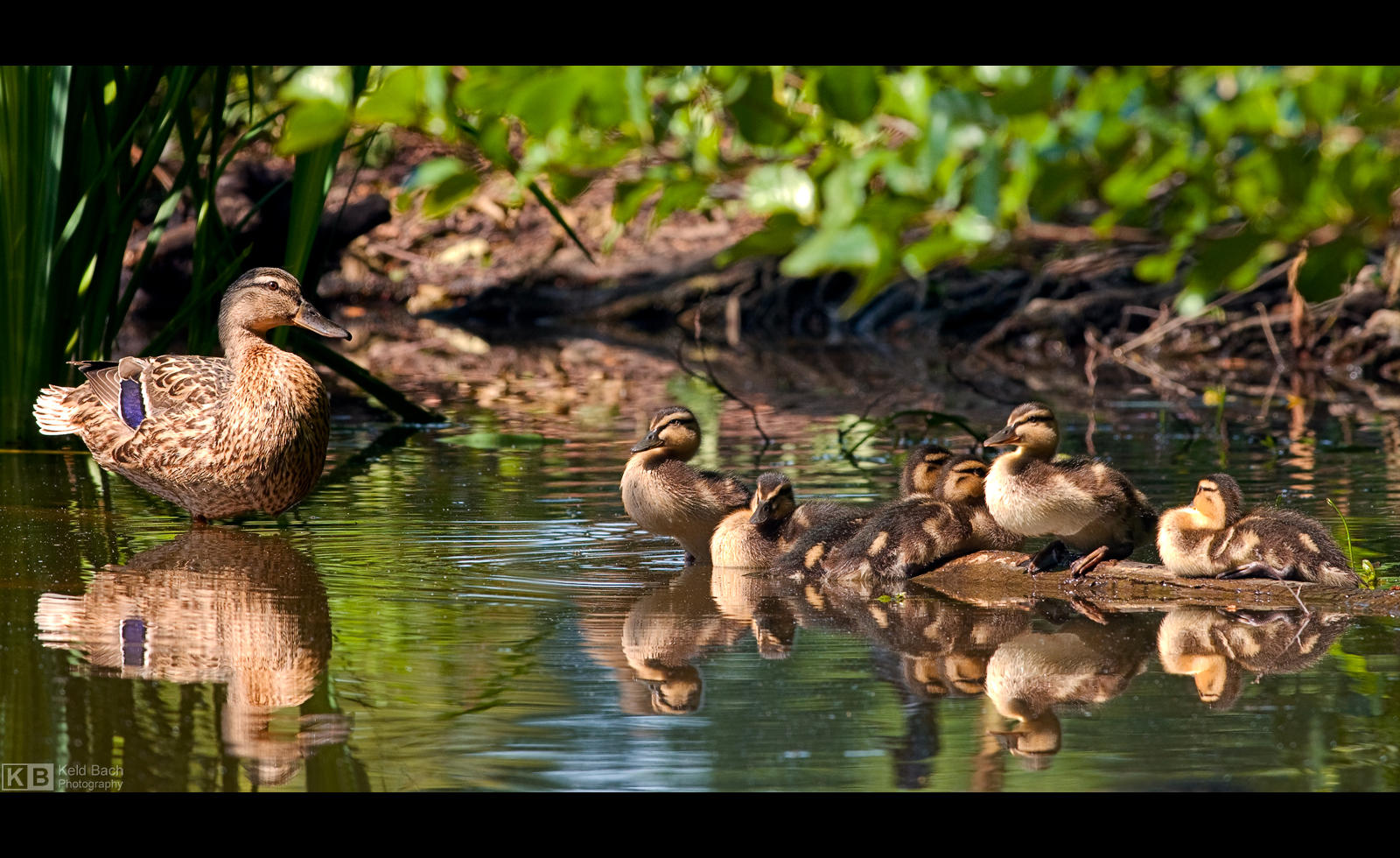 Mommy and Ducklings by KeldBach
