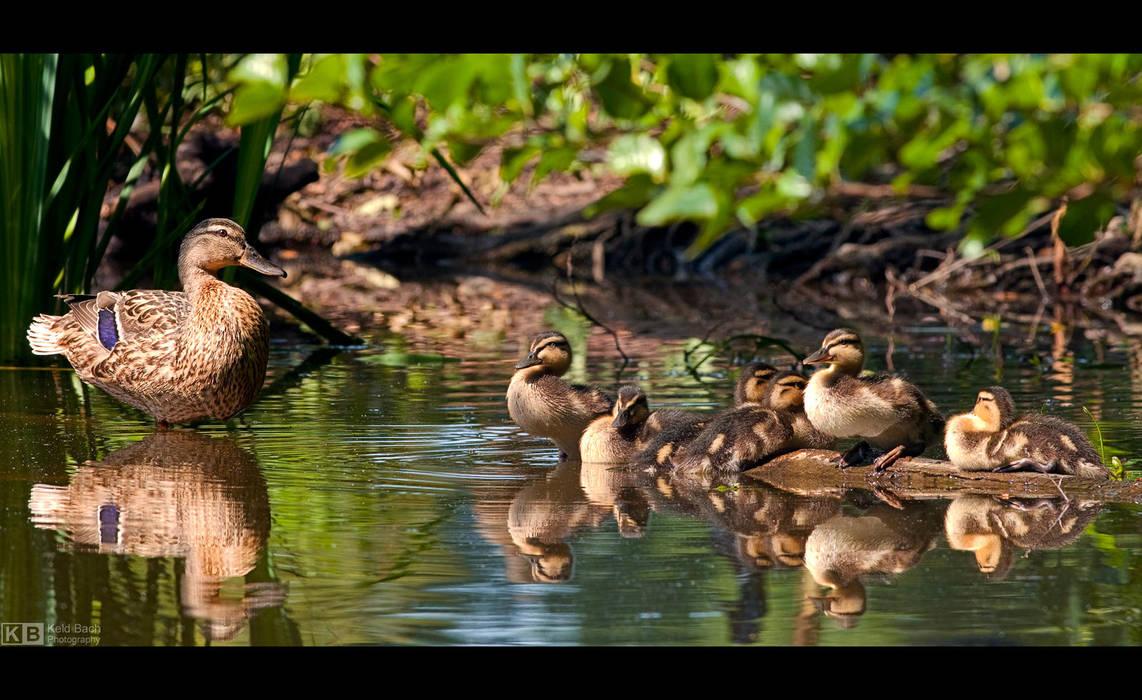 Mommy and Ducklings by KeldBach