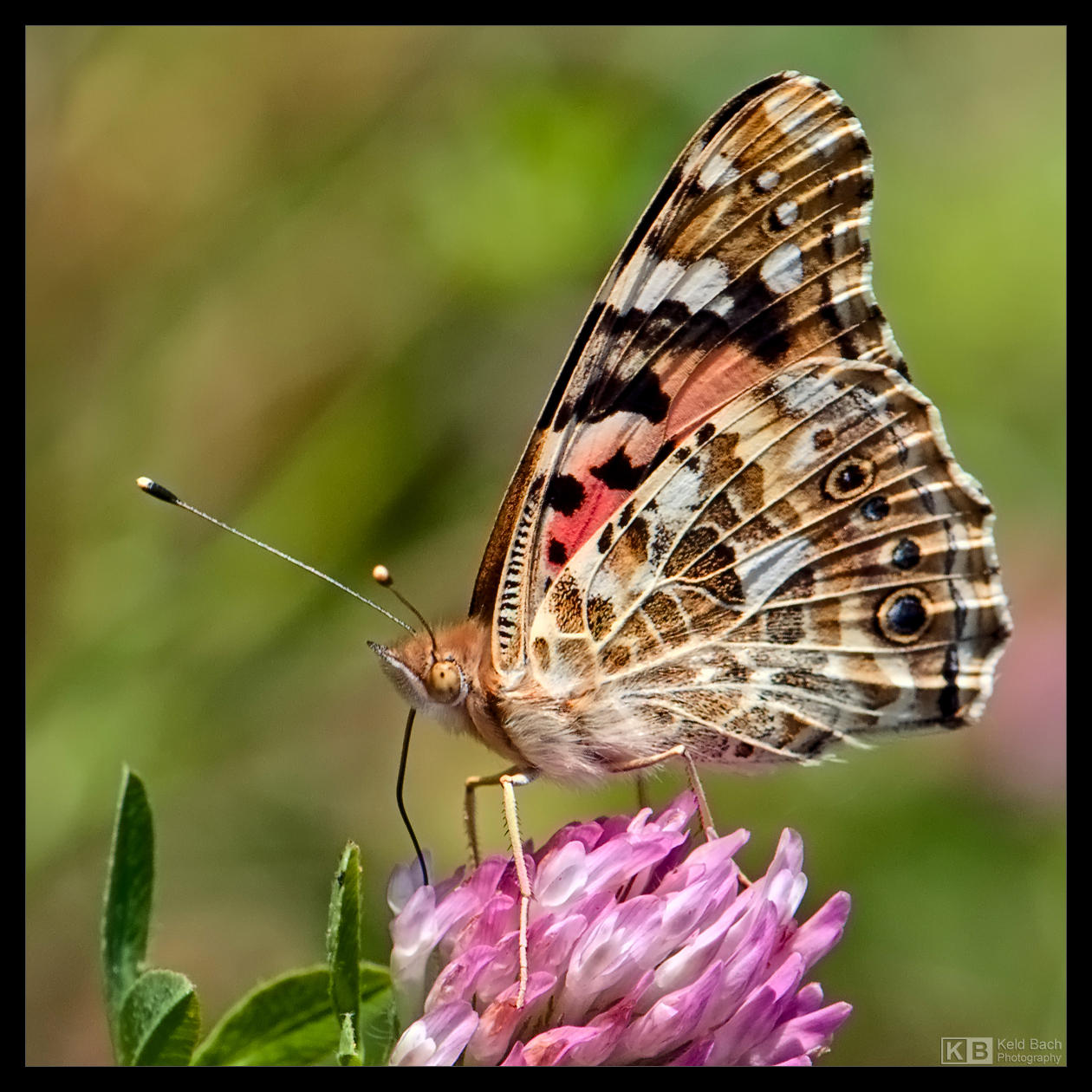 Painted Lady Feeding by KeldBach