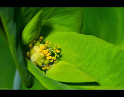Petty Spurge Blossom by KeldBach
