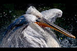 Frenzy by KeldBach