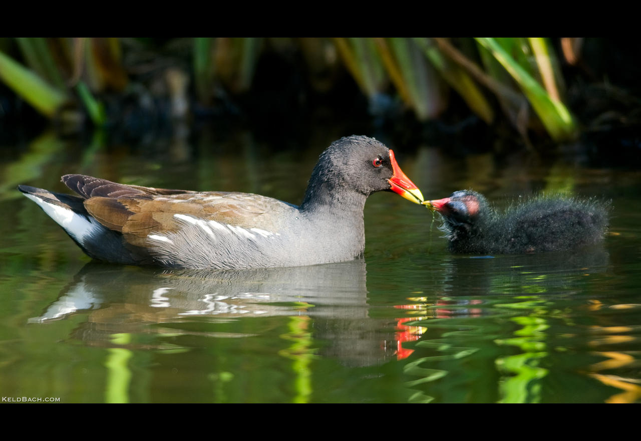 With a Little Help from My Mom by KeldBach