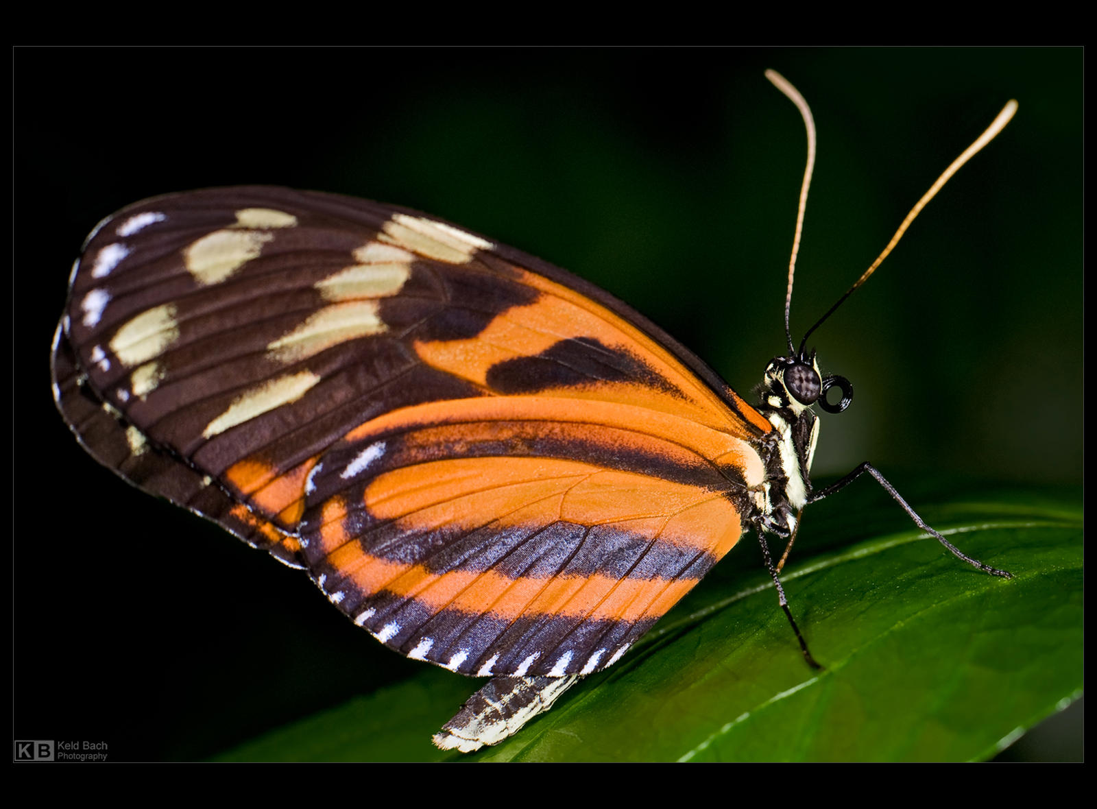 Tiger Longwing Butterfly by KeldBach