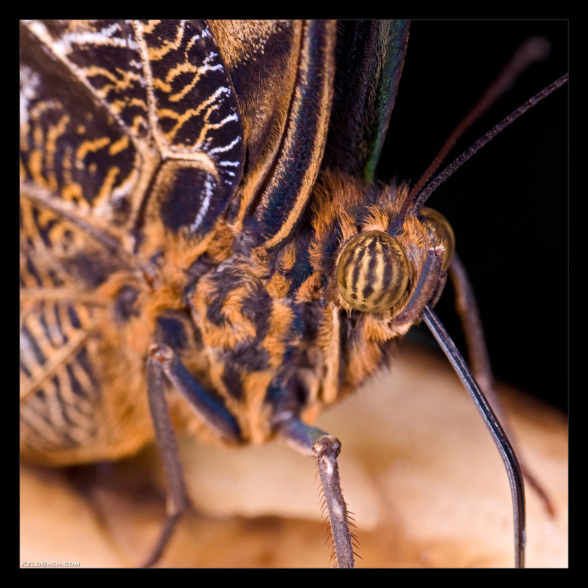 Owl Butterfly Macro by KeldBach