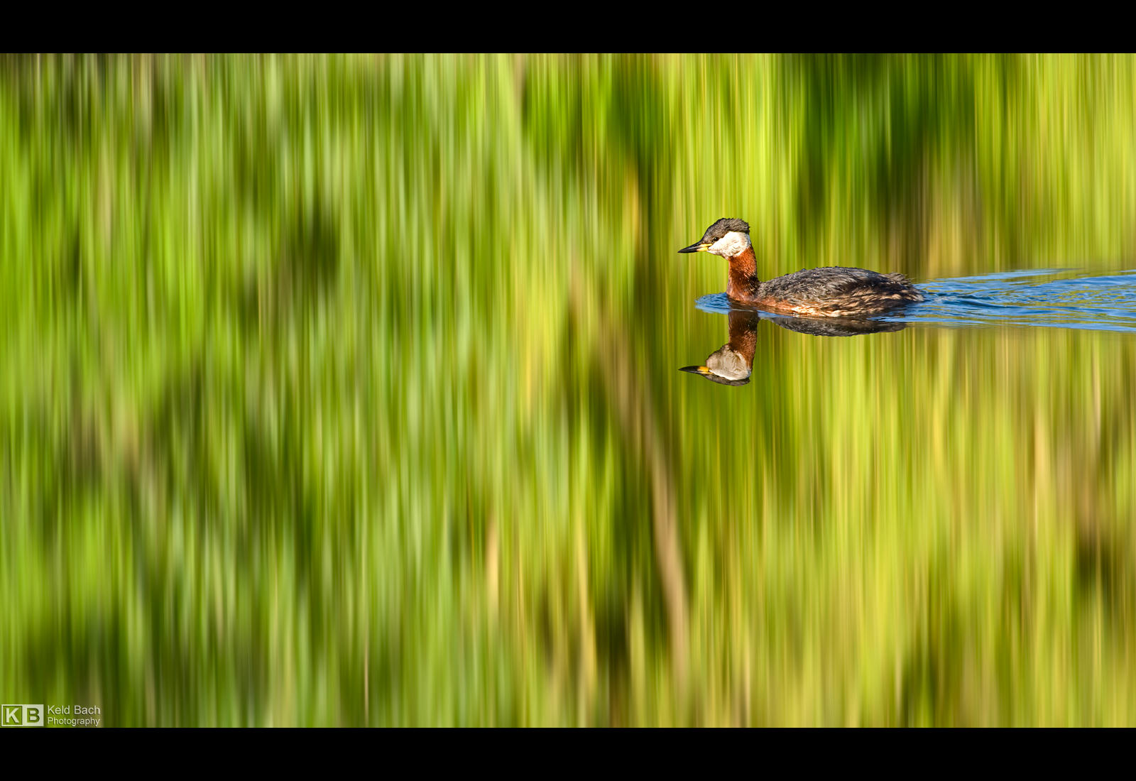Grebe Reflection by KeldBach