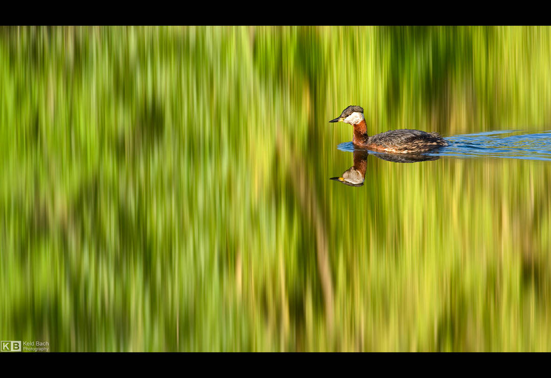 Grebe Reflection by KeldBach