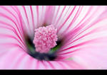 Candy-Striped by KeldBach