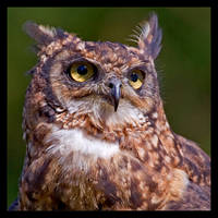 Owl Portrait by KeldBach
