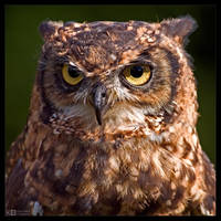Eagle Owl Portrait by KeldBach