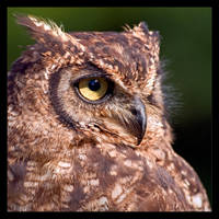 Eagle Owl Profile by KeldBach