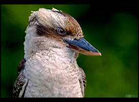 Kookaburra Portrait by KeldBach