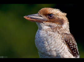 Kookaburra Profile by KeldBach