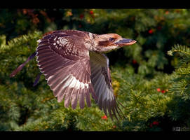 Kookaburra in Flight by KeldBach