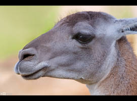 Guanaco by KeldBach