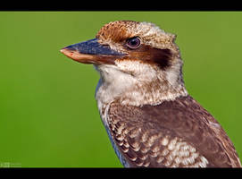 Cheerful Kookaburra by KeldBach