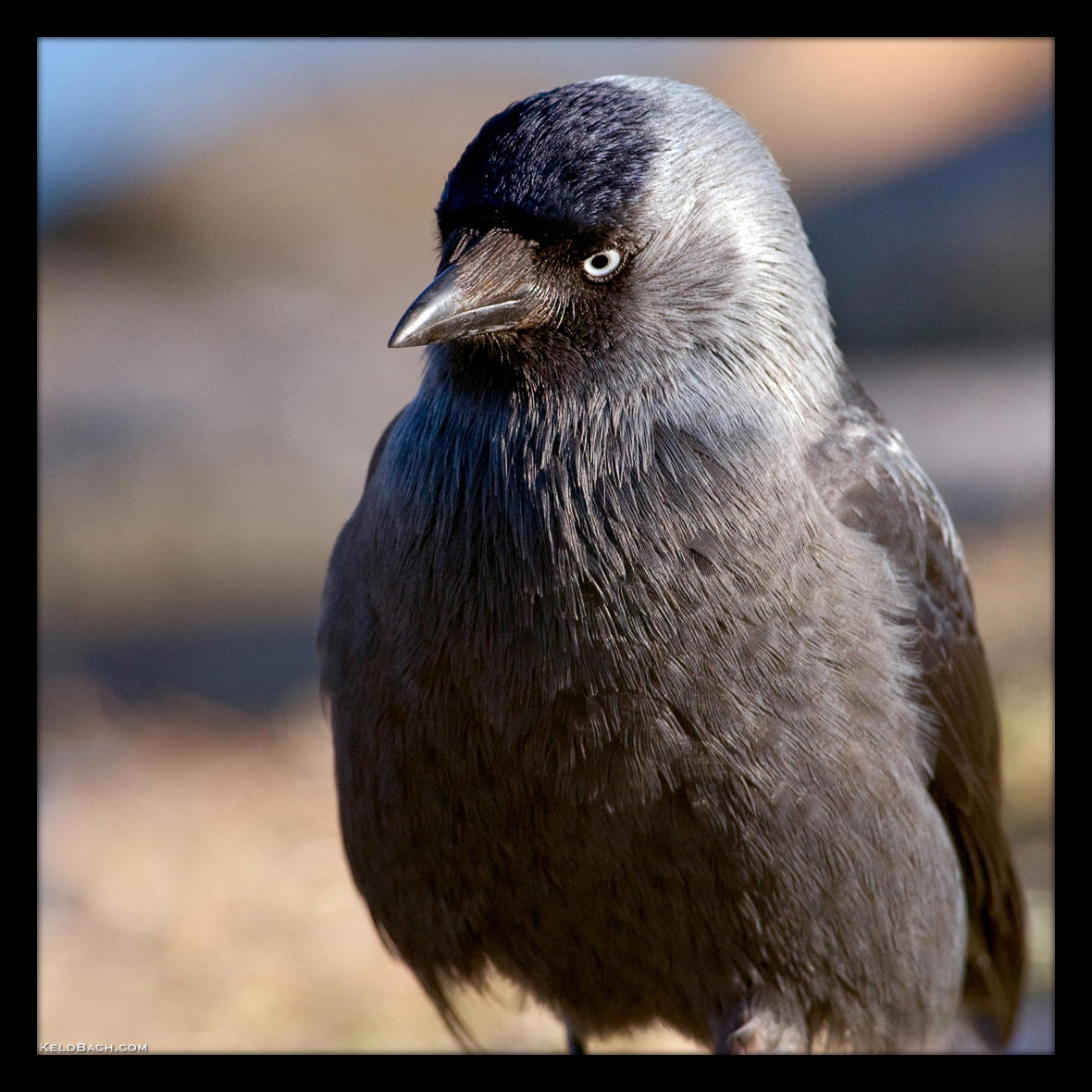 Sad Bird by KeldBach
