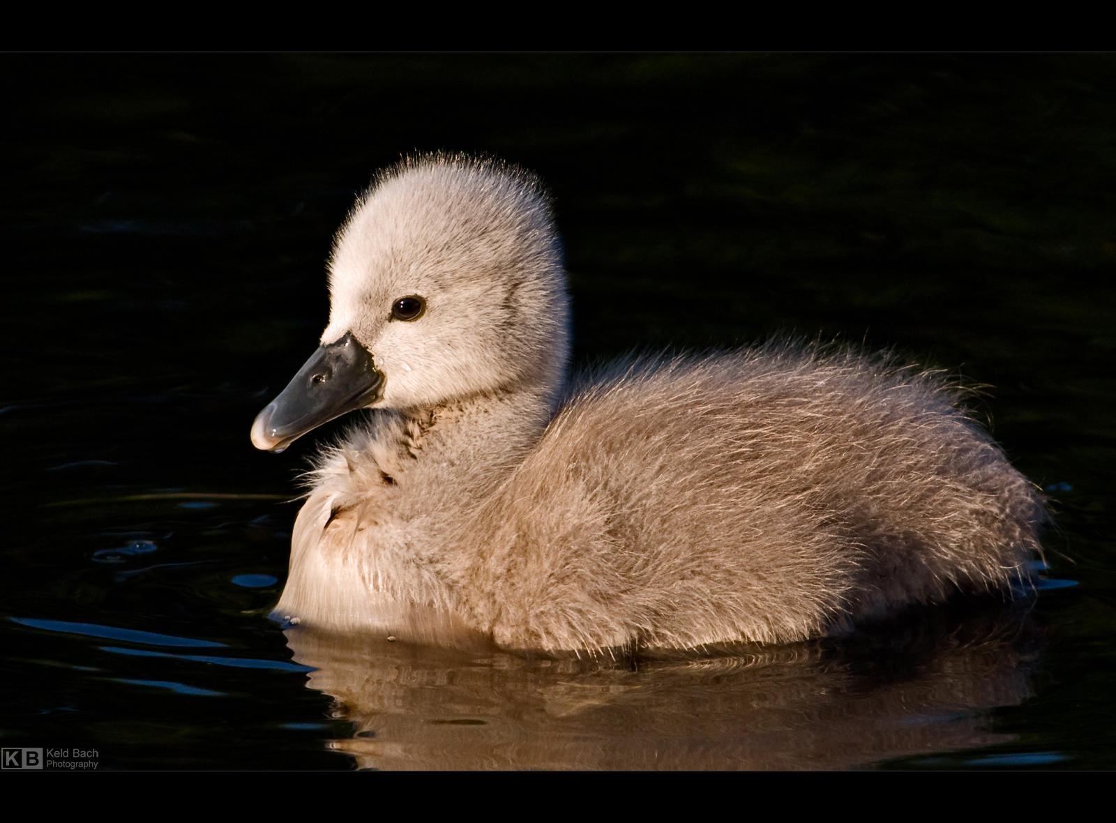 The Ugly Duckling by KeldBach
