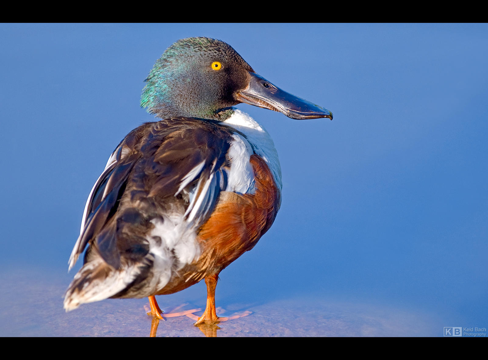 Meet the Shoveler by KeldBach