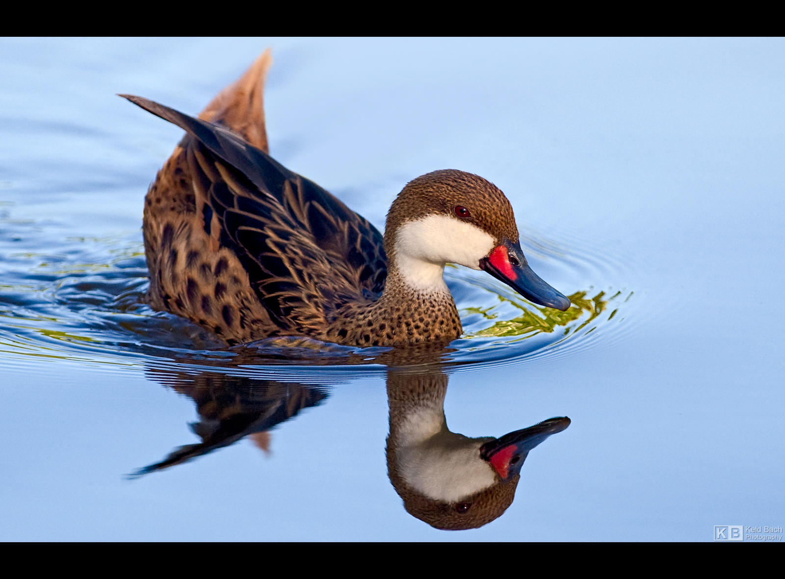 Bahama Pintail by KeldBach