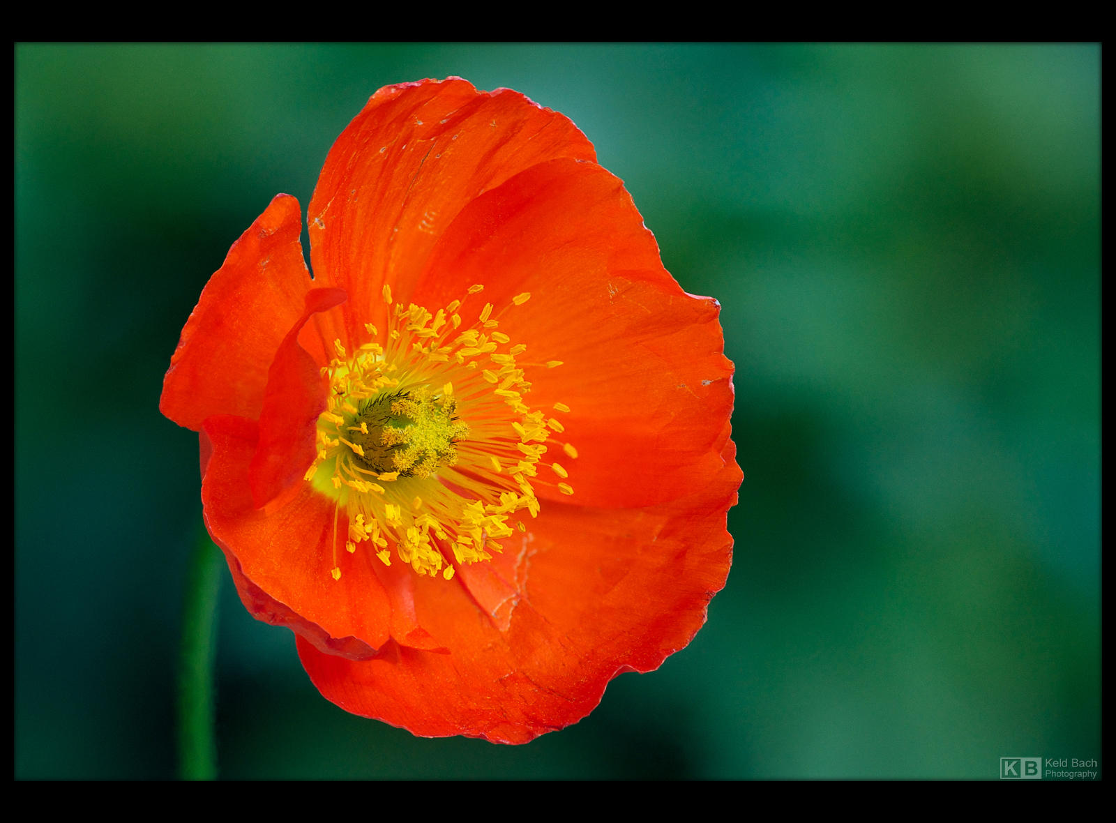 Poppy Portrait by KeldBach