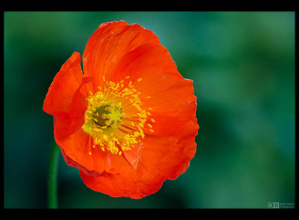 Poppy Portrait by KeldBach
