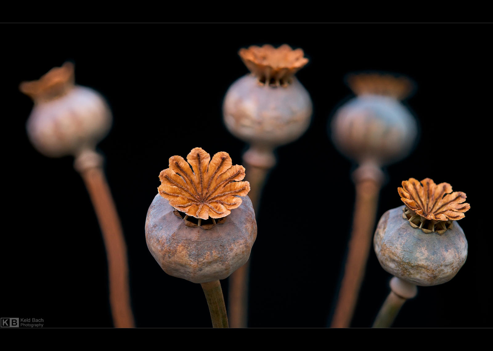 Poppy Seed Pods 2 by KeldBach
