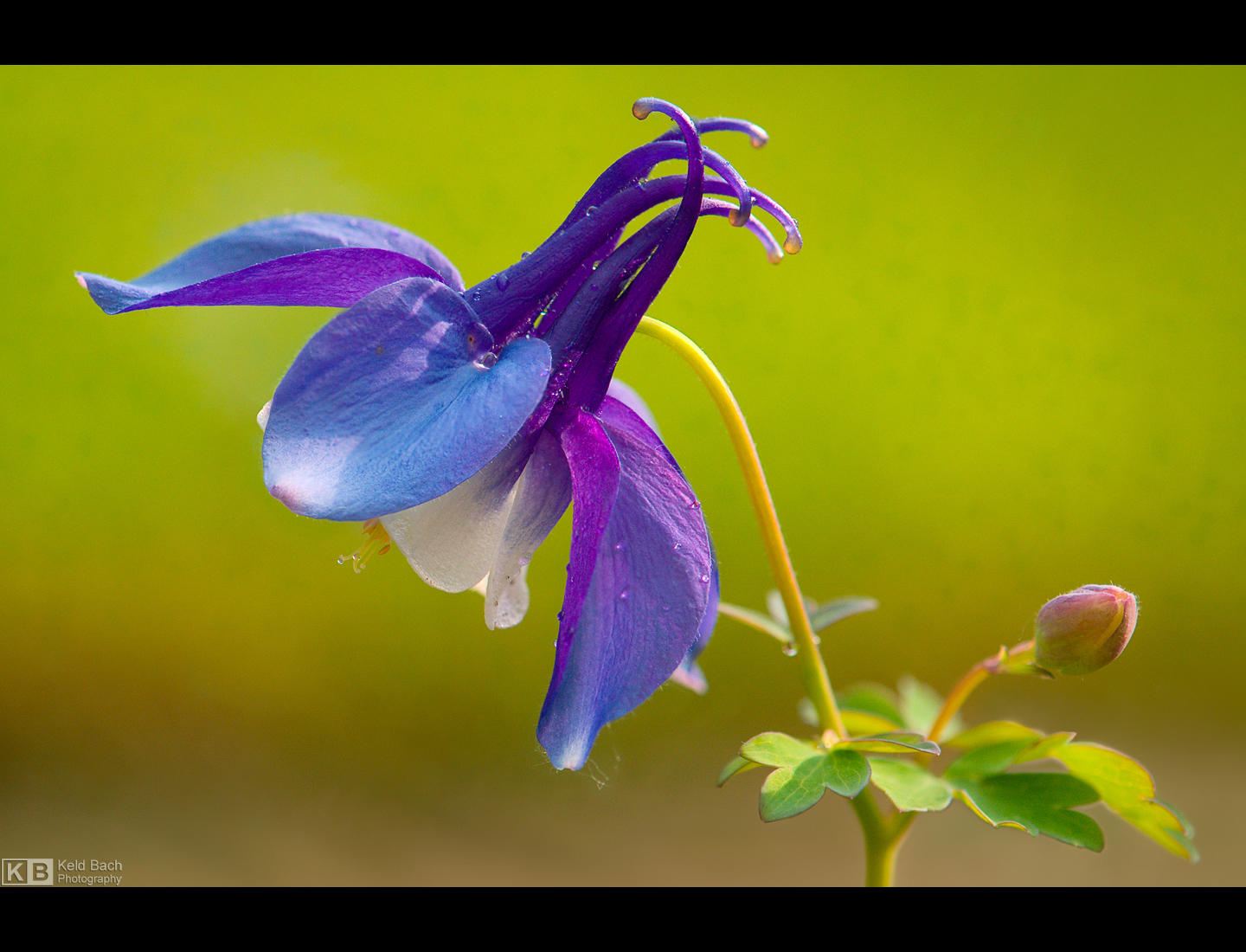 My Other Side by KeldBach