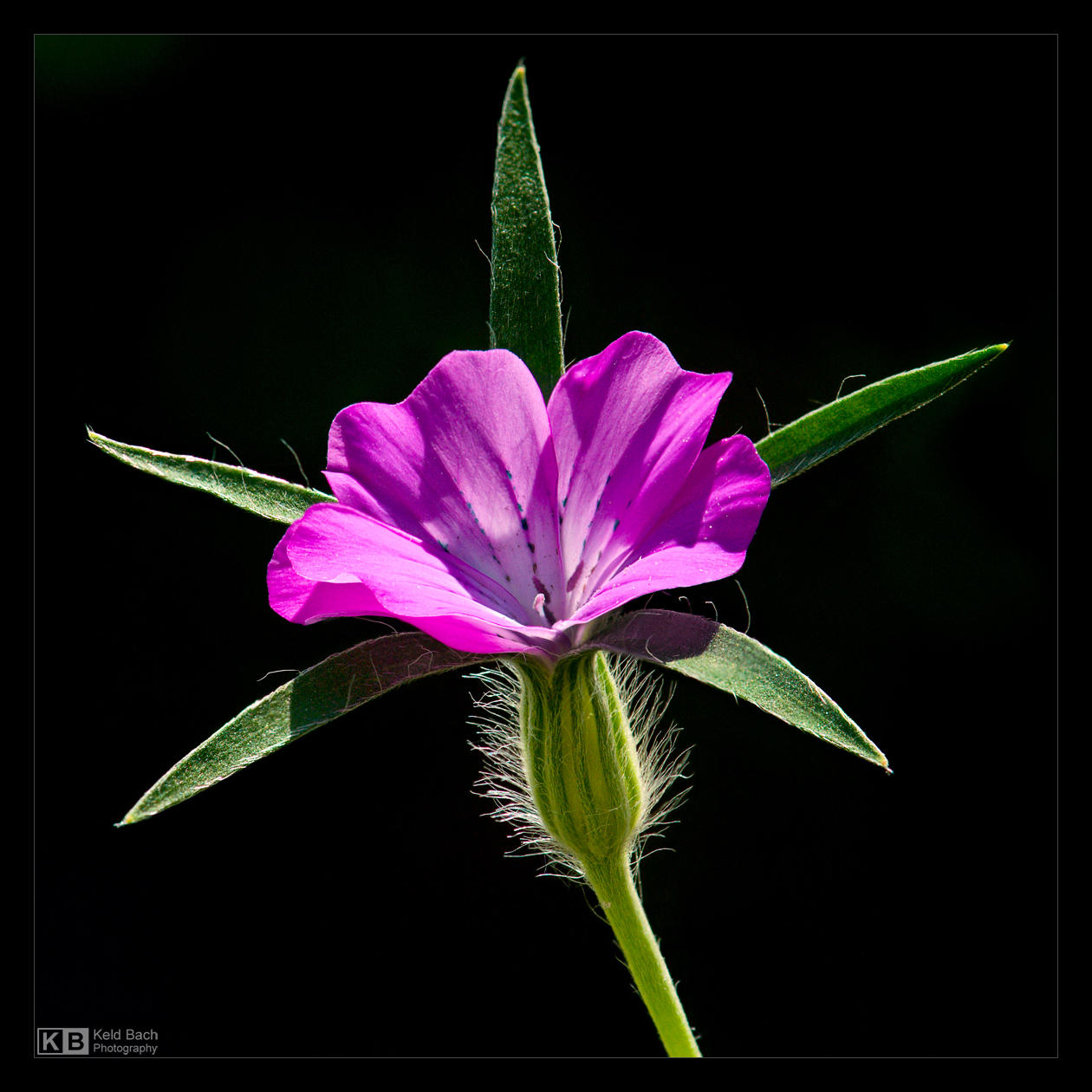 Blooming Corn Cockle by KeldBach