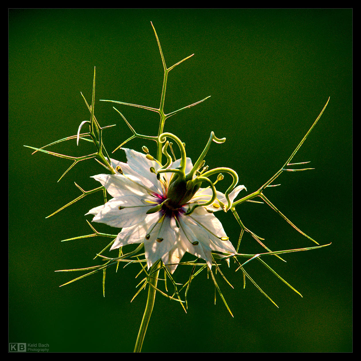 Most Peculiar Flower by KeldBach