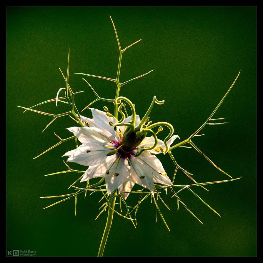Most Peculiar Flower by KeldBach