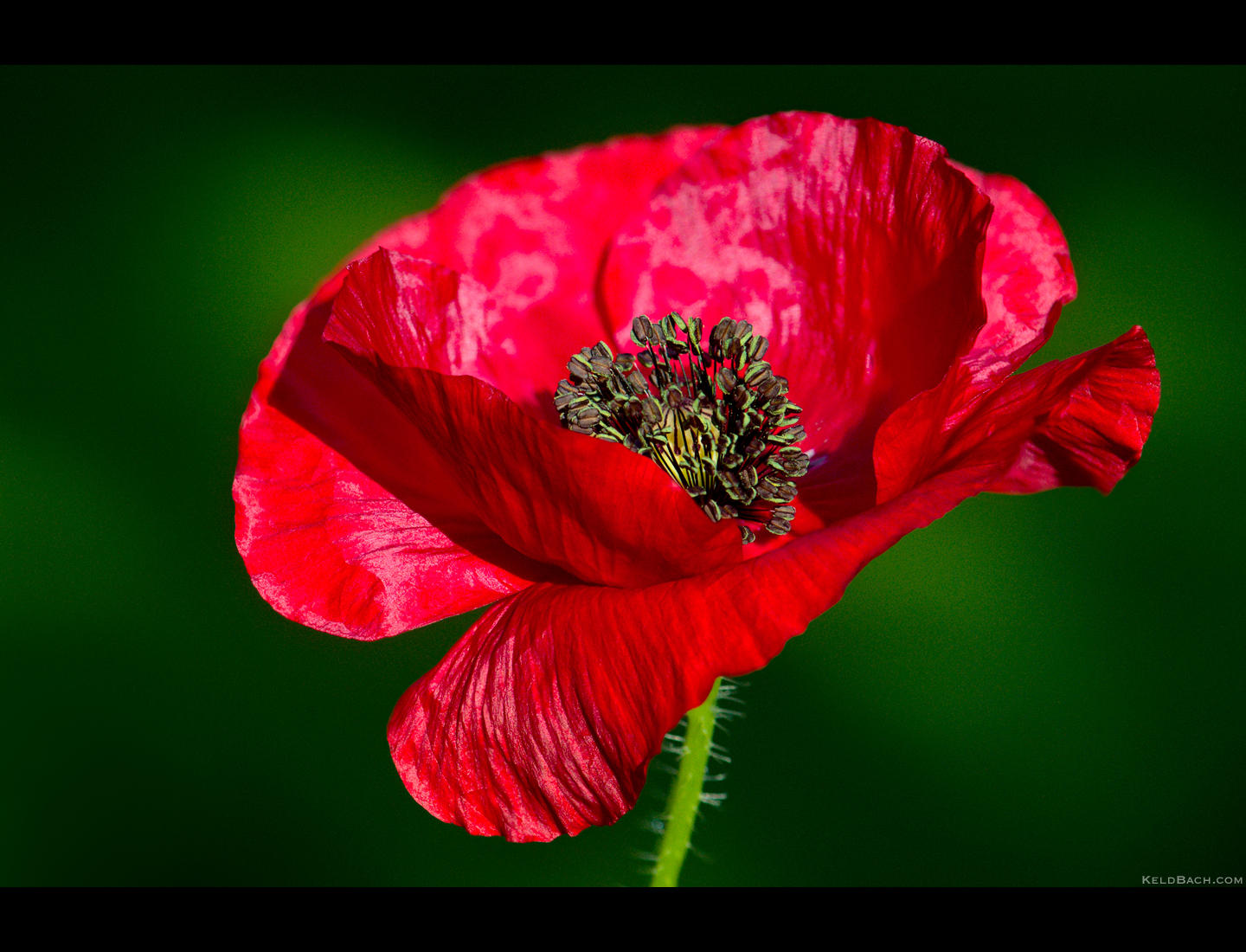 Blowing in the Wind by KeldBach