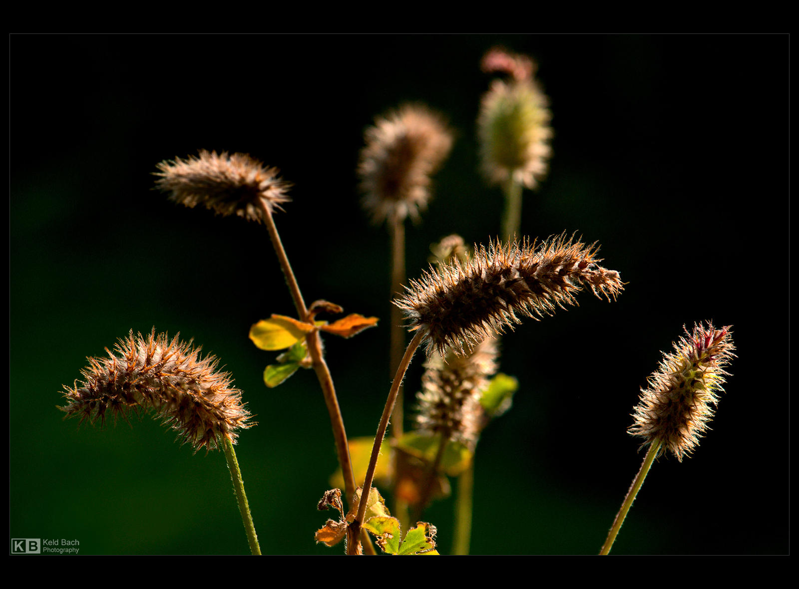 Fuzzy Seed Pods 2 by KeldBach