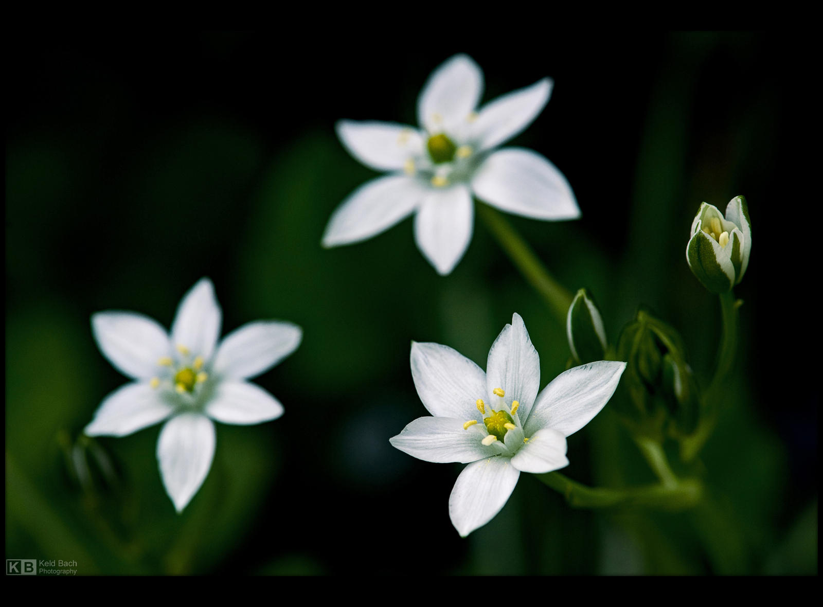 Little Stars in the Grass by KeldBach