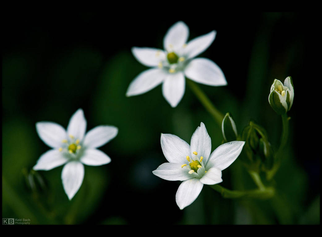 Little Stars in the Grass by KeldBach