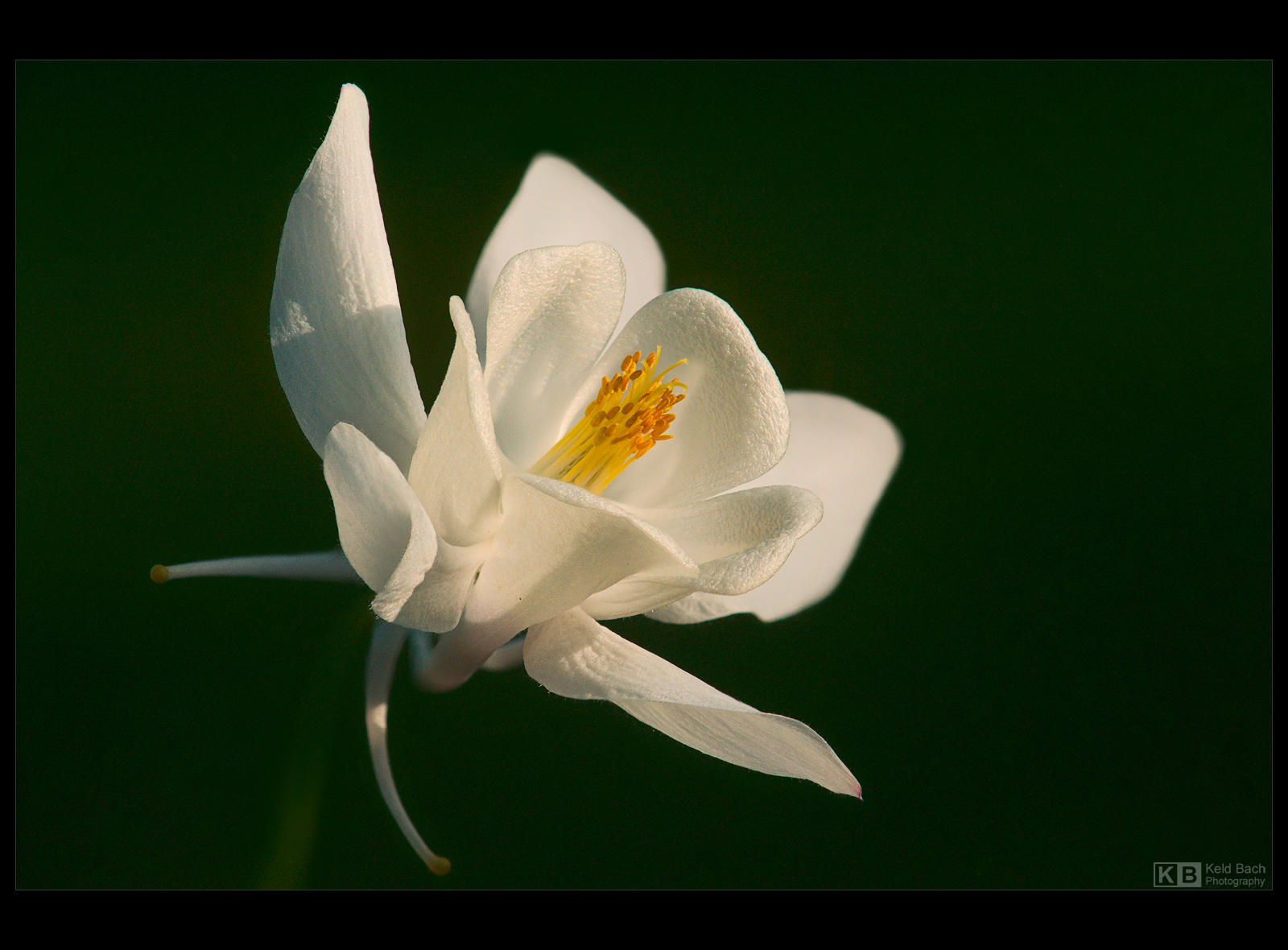 Snow White 2 by KeldBach