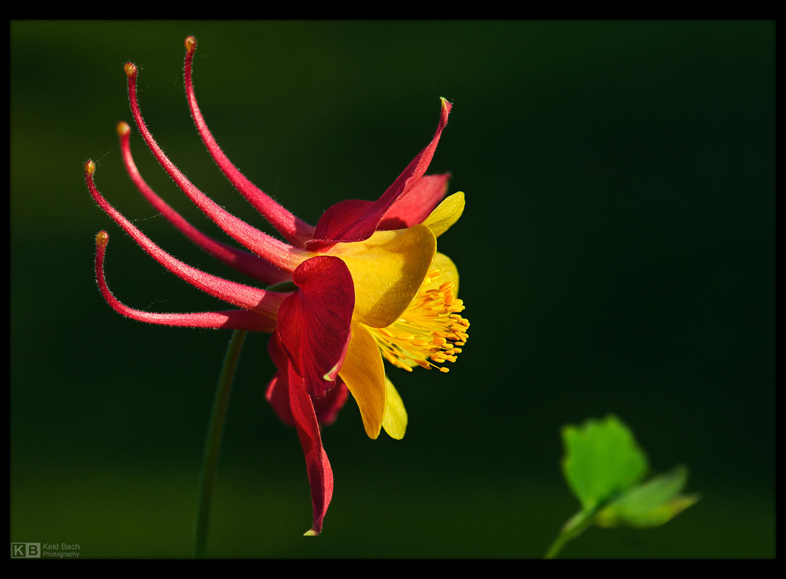 Watch My Profile! by KeldBach